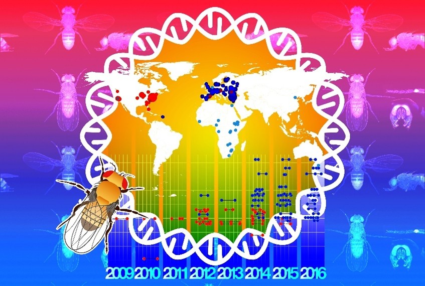 Drosophila Evolution through Space and Time 2.0